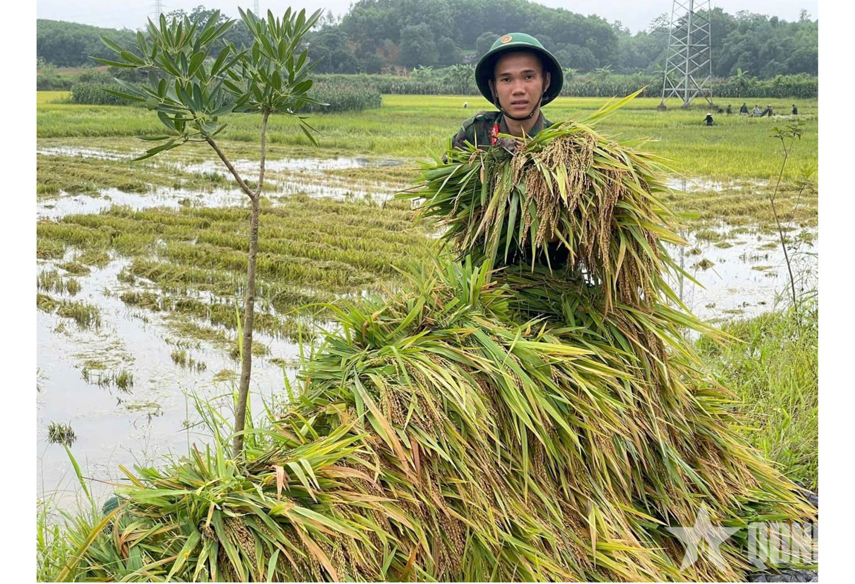 Bộ đội, dân quân giúp dân cứu lúa
